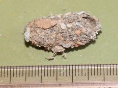 Pandesma robusta