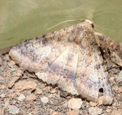 Pandesma robusta