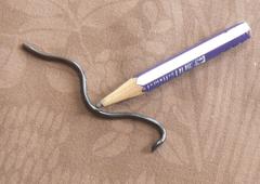 Leptotyphlops nigricans