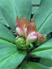 Costus malortieanus