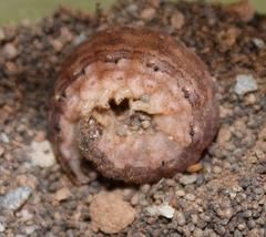 Pandesma robusta