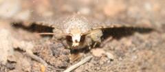 Pandesma robusta