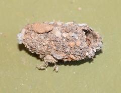 Pandesma robusta