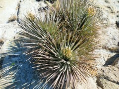 Dasylirion parryanum