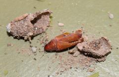 Pandesma robusta