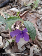 Viola palmata