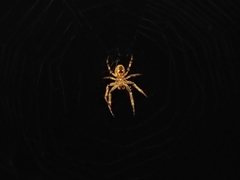 Larinioides sclopetarius