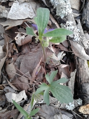Viola palmata