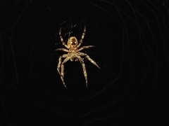 Larinioides sclopetarius