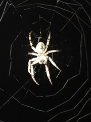 Larinioides sclopetarius
