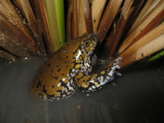 Dermatonotus muelleri