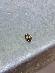 Harmonia axyridis