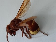 Vespa orientalis