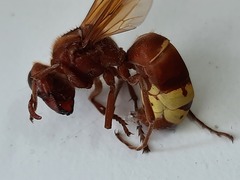 Vespa orientalis