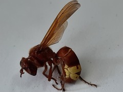 Vespa orientalis