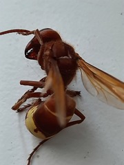 Vespa orientalis