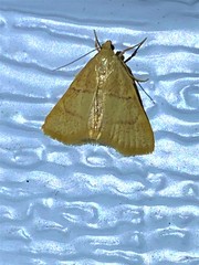 Hypsopygia binodulalis