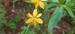 Echeandia mexicana