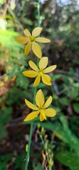 Echeandia mexicana