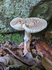 Fungi