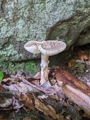 Fungi