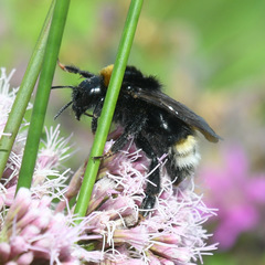 Bombus bohemicus
