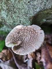 Fungi