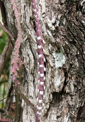Lepismium cruciforme