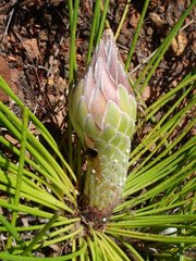 Protea lorea