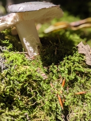 Russula