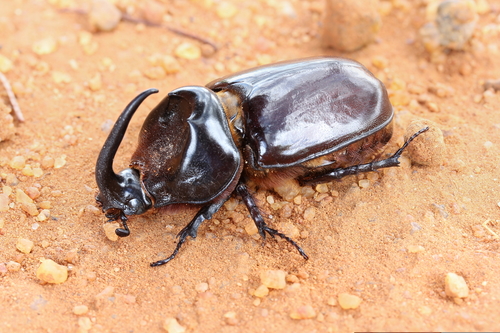 Boas Rhinoceros Beetle