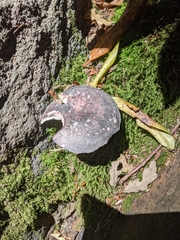 Russula