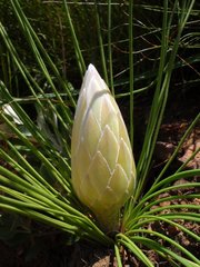 Protea lorea