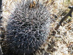 Coryphantha clavata stipitata