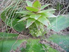 Eucomis regia