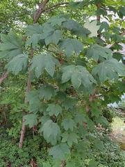 Kalopanax septemlobus