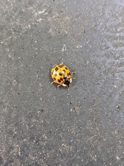 Harmonia axyridis