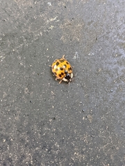 Harmonia axyridis