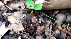 Kokkocynips doctorrosae