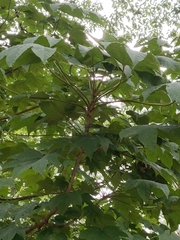 Kalopanax septemlobus