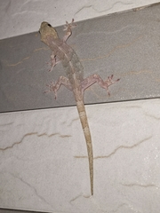Gekko japonicus