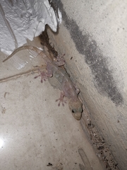 Gekko japonicus