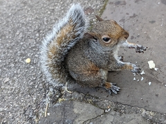Sciurus carolinensis