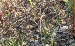 Arenaria leptoclados