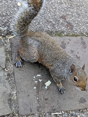 Sciurus carolinensis