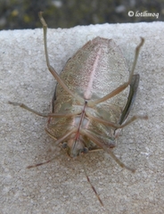 Nezara viridula