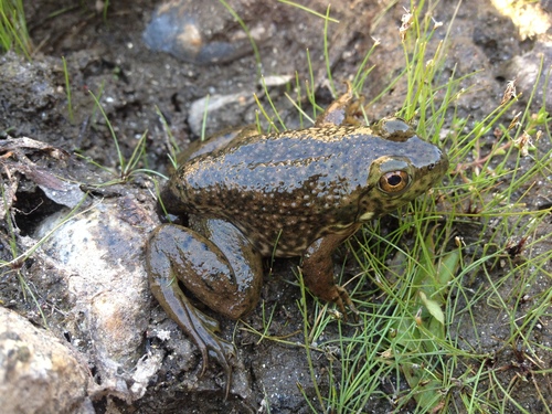 iNaturalist observation photo of American Bullfrog