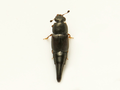 Conotelus obscurus