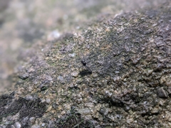 Bibionidae