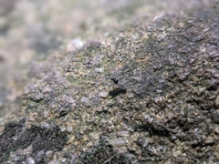 Bibionidae
